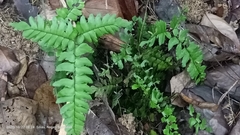 Adiantum latifolium