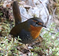 Scelorchilus rubecula