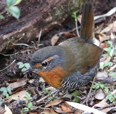 Scelorchilus rubecula