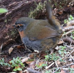 Scelorchilus rubecula