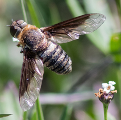 Exoprosopa brevirostris