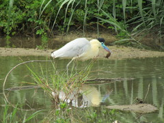 Pilherodius pileatus