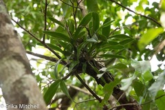 Epidendrum ciliare