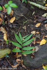 Ichnanthus pallens