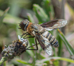 Exoprosopa brevirostris