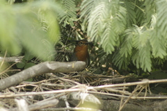 Scelorchilus rubecula