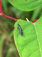 Vulgichneumon