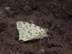 Hesperocharis marchalii