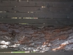 Sceloporus olivaceus