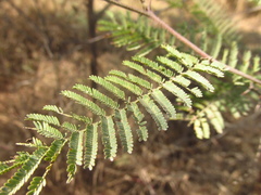 Vachellia macracantha
