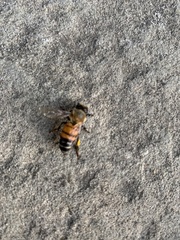 Apis mellifera
