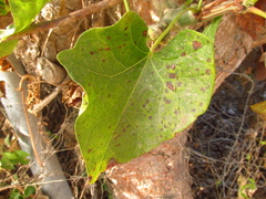 Jatropha curcas