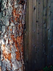 Sceloporus olivaceus