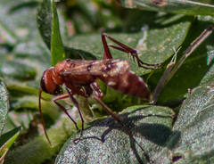 Compsocryptus texensis