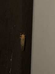 Cacopsylla annulata