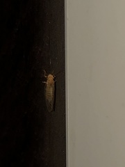 Cacopsylla annulata