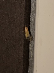 Cacopsylla annulata