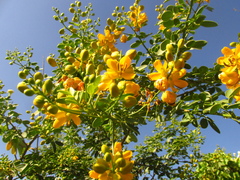 Senna bicapsularis