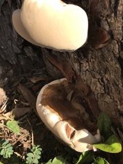 Ganoderma martinicense