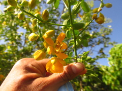 Senna bicapsularis