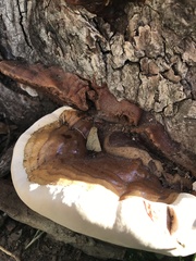 Ganoderma martinicense