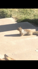 Otospermophilus variegatus