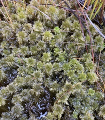 Sphagnum torreyanum