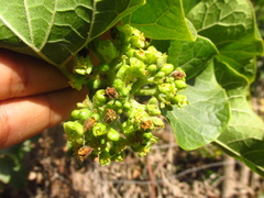 Jatropha curcas