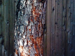 Sceloporus olivaceus