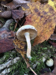Pholiota caespitosa