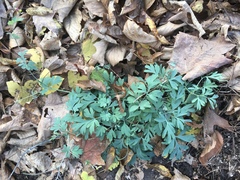 Capnoides sempervirens