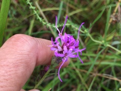 Liatris bracteata