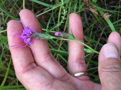 Liatris bracteata