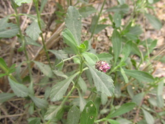 Phyla nodiflora