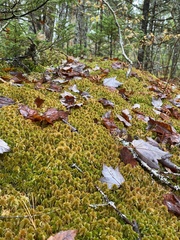 Sphagnum flavicomans