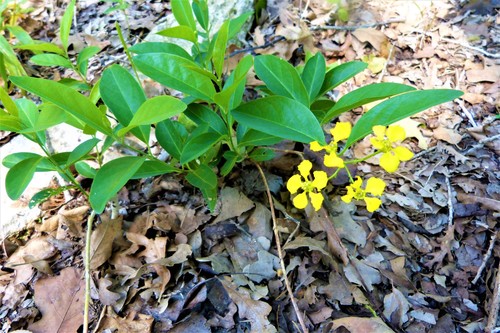 Yellow Butterfly Vine