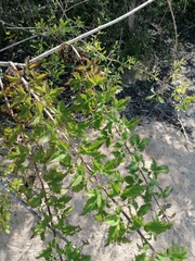 Adenophyllum aurantium