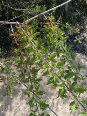 Adenophyllum aurantium