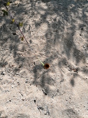 Adenophyllum aurantium