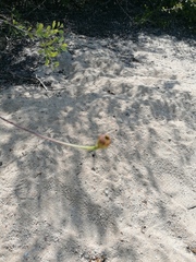 Adenophyllum aurantium