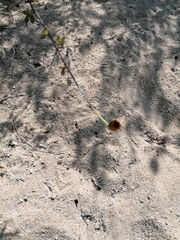 Adenophyllum aurantium