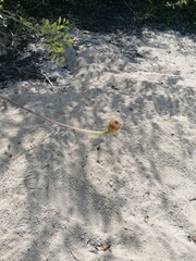 Adenophyllum aurantium