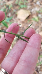 Liatrinae