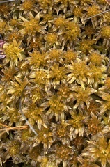 Sphagnum pulchrum