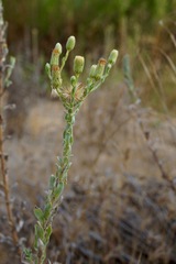 Heterotheca sessiliflora ssp. fastigiata