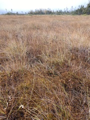 Sphagnum pulchrum