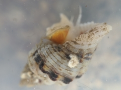 Paciocinebrina circumtexta