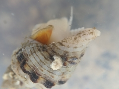 Paciocinebrina circumtexta