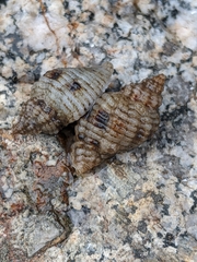 Paciocinebrina circumtexta