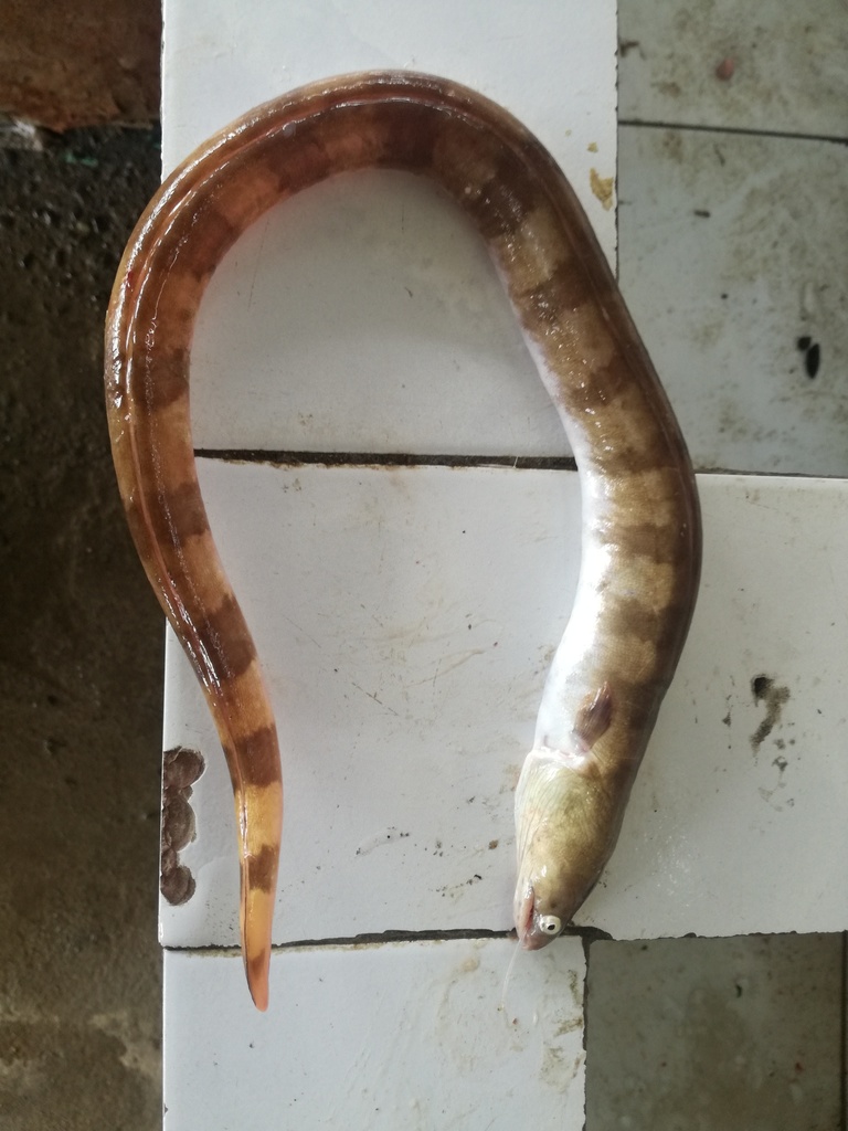 Deathbanded Snake Eel